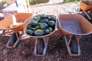 Acorn squash, harvested by the 5th-grade volunteers